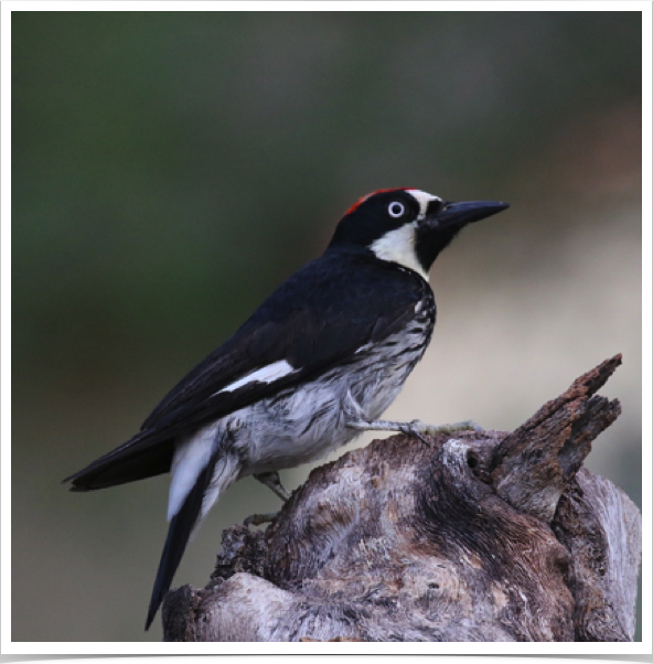 Acorn Woodpecker